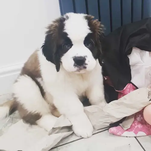 saint bernard puppies for sale near me